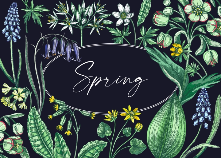Spring wildflowers background. Woodland wild flower sketches. Hand-drawn vector illustrations. Cowslip, bluebell, grape hyacinth, hellebore, winter aconite. Floral frame design 